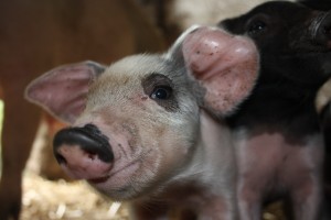 One week old piglet